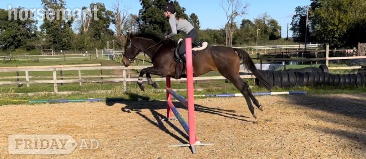 Sudbury 10 year old 16hand TB mare 