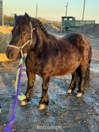 "Bobby " Black Gelding Project Horse