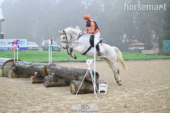 "Belmus II Z" Grey Gelding All Rounder