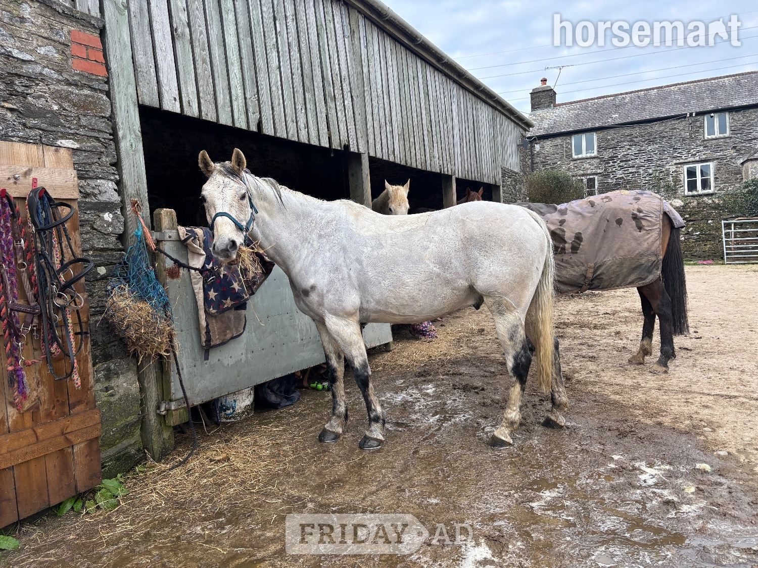 "Belmus II Z" Grey Gelding All Rounder - Horses in Lostwithiel