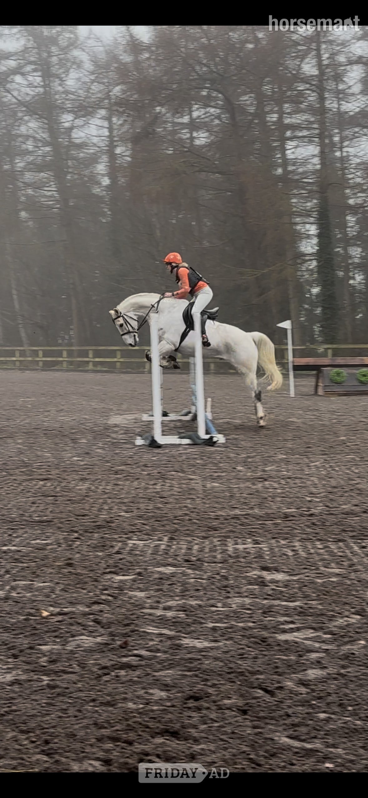 "Belmus II Z" Grey Gelding All Rounder - Horses