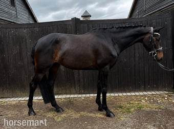 "Lottie" Bay Mare All Rounder