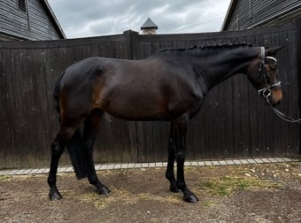 "Lottie" Bay Mare All Rounder
