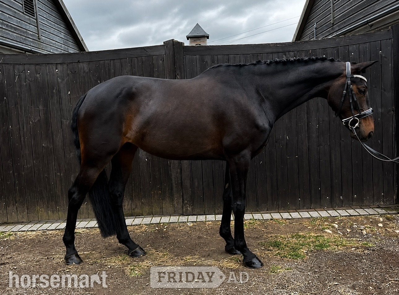 "Lottie" Bay Mare All Rounder in Marston
