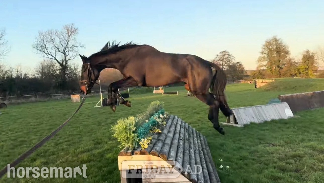 "Lottie" Bay Mare All Rounder