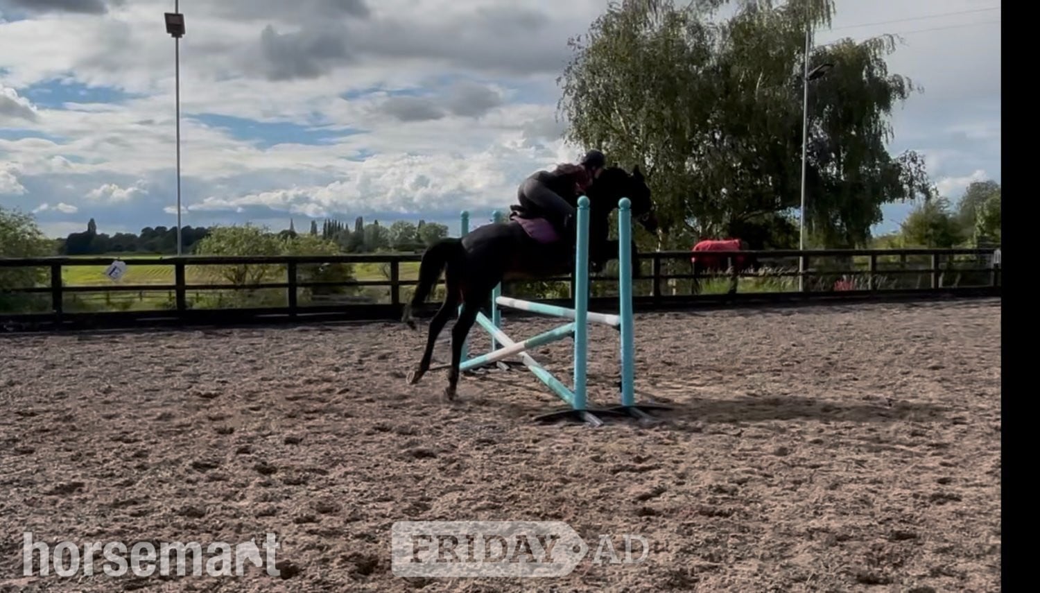 Marston "Lottie" Bay Mare All Rounder