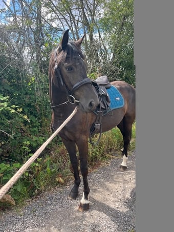 "Clyde " Dark Bay Gelding Mountain & Moorland Pony
