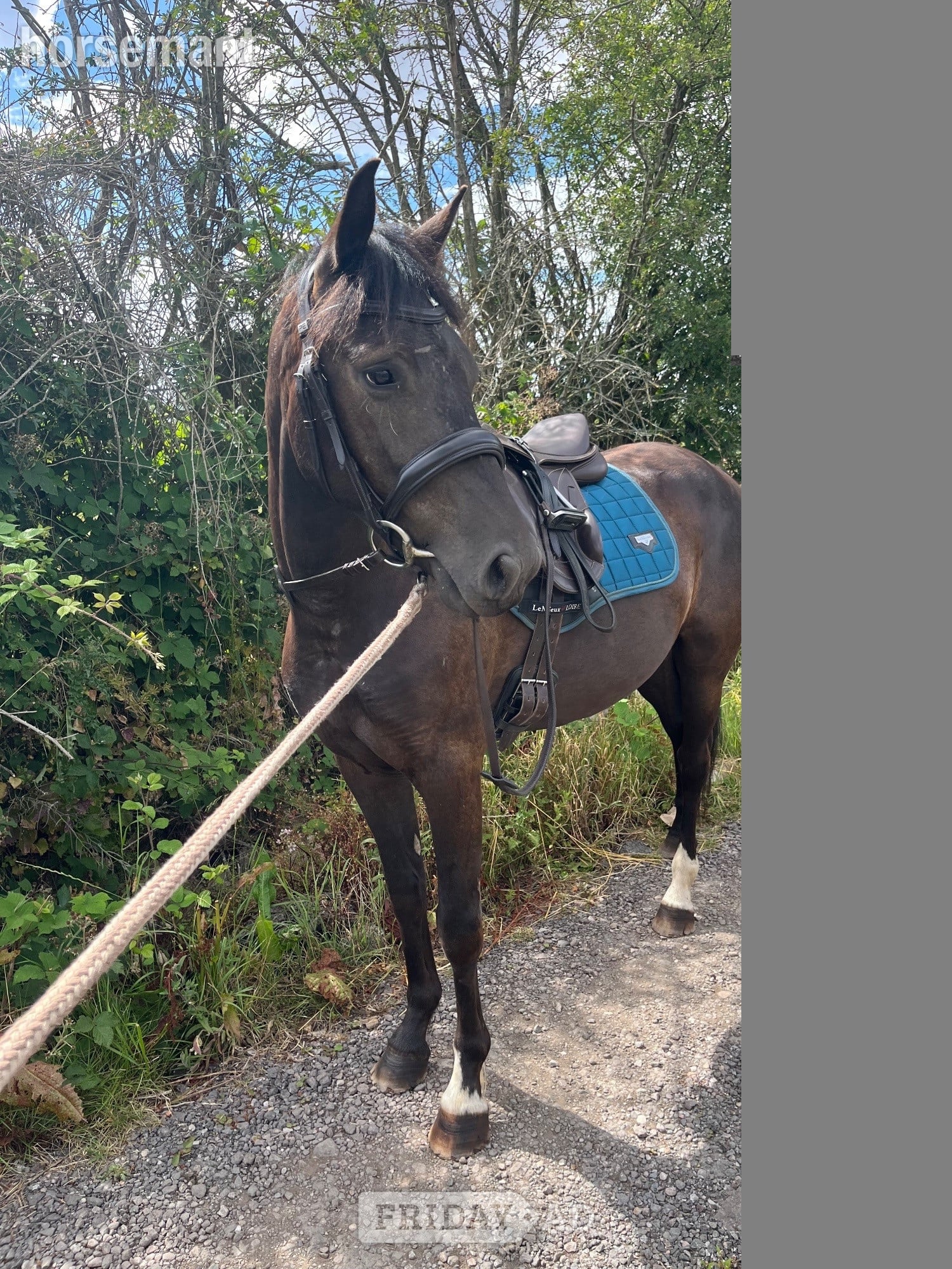 "Clyde " Dark Bay Gelding Mountain & Moorland Pony in Solihull