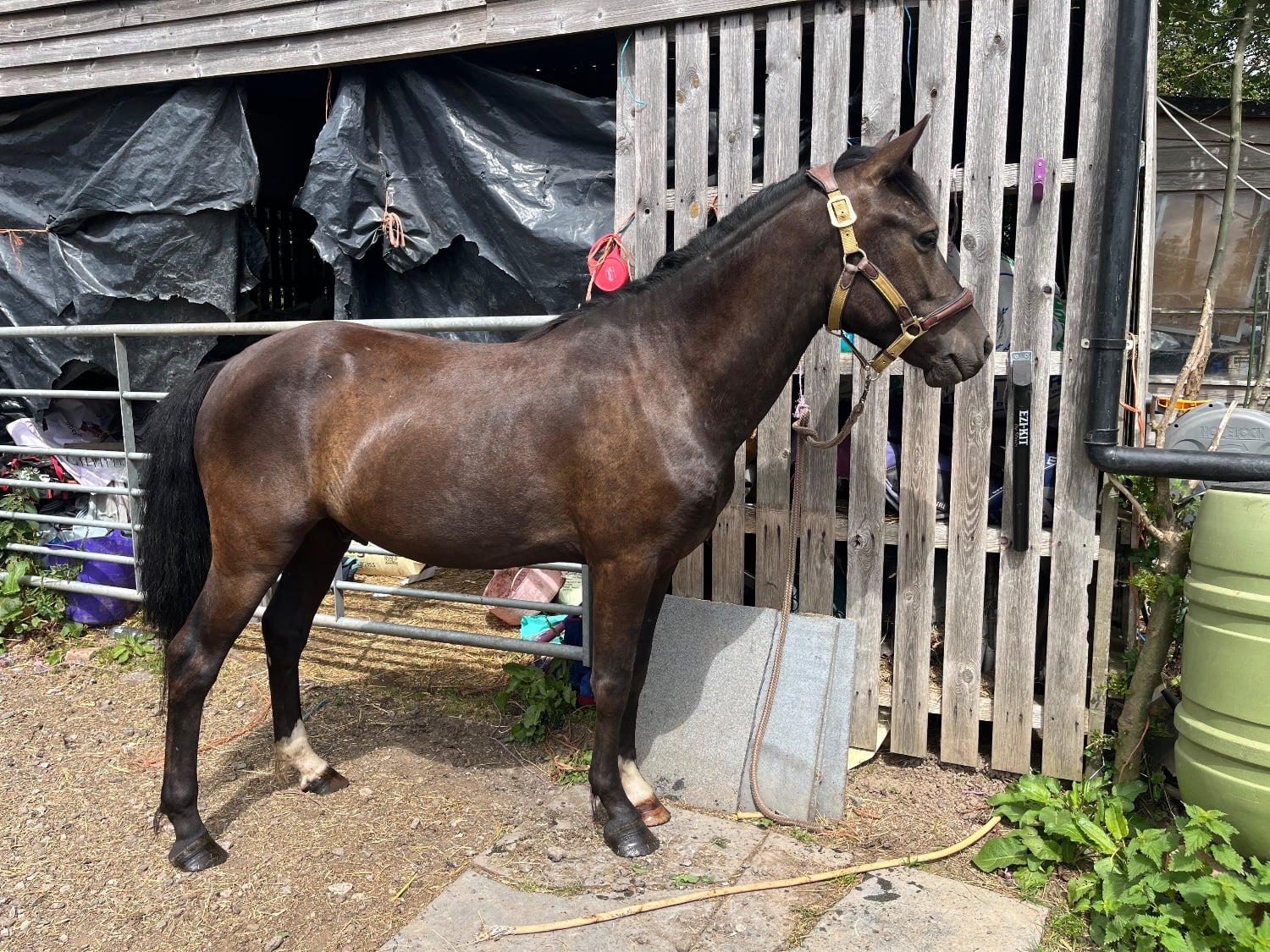 "Clyde " Black Gelding All Rounder
