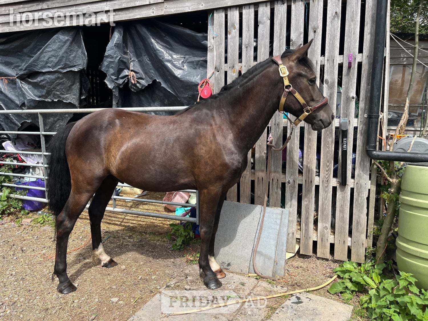 "Clyde " Dark Bay Gelding Mountain & Moorland Pony