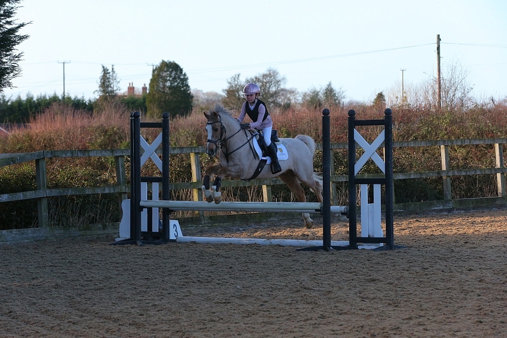 "Perry" Palomino Gelding All Rounder