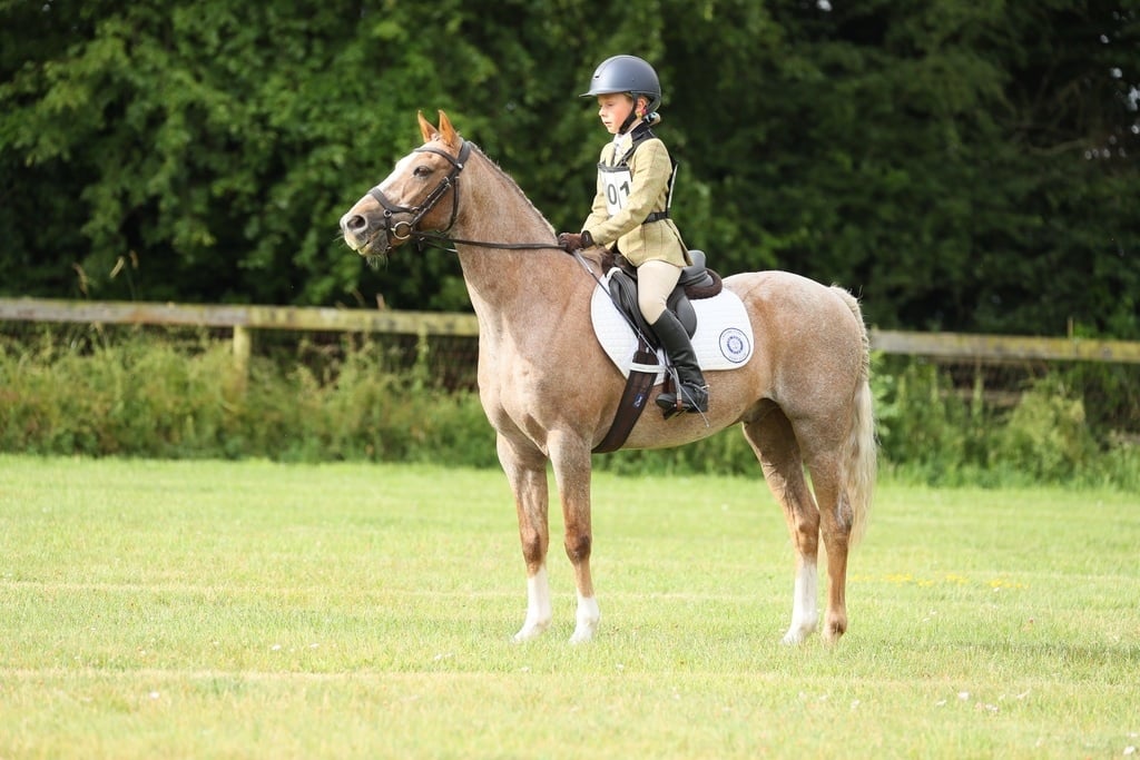 Evesham "Perry" Palomino Gelding All Rounder