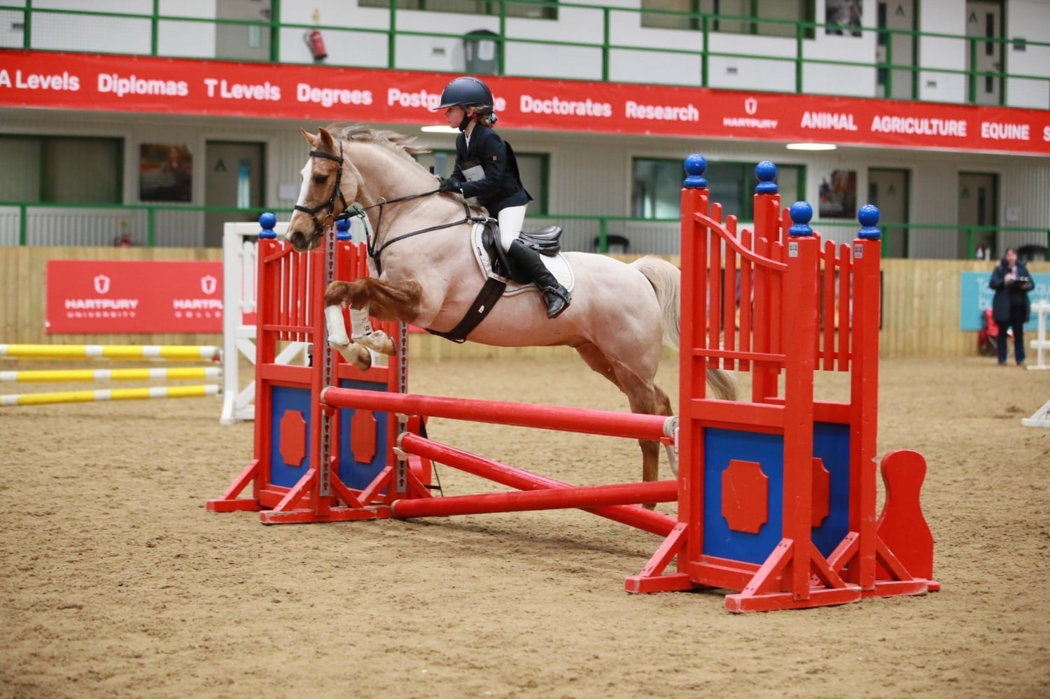 "Perry" Palomino Gelding All Rounder - Horses in Evesham