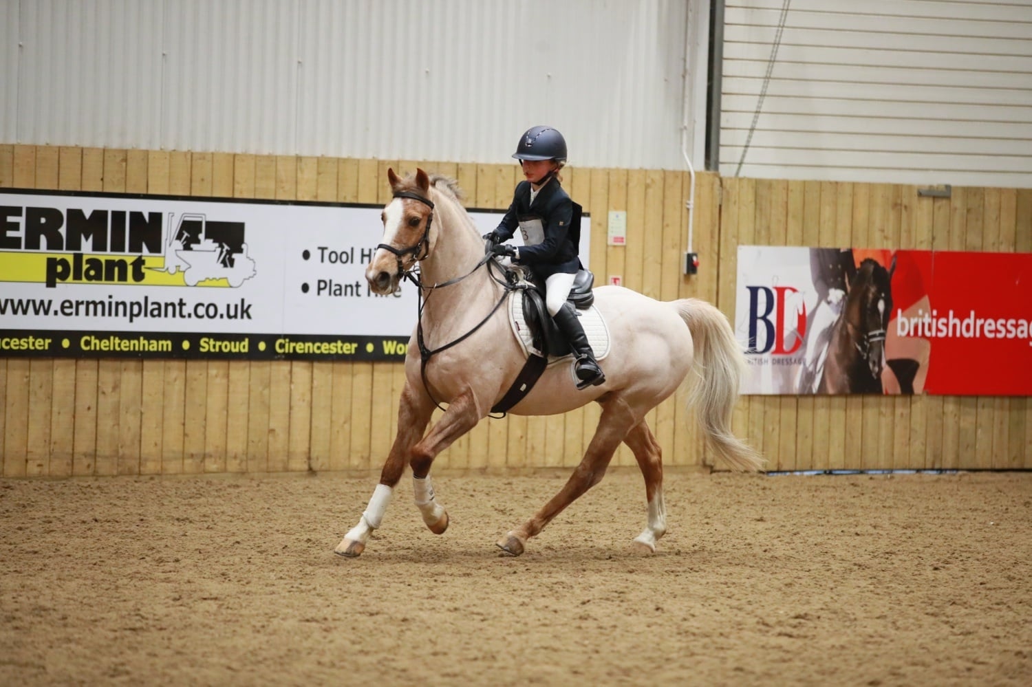 "Perry" Palomino Gelding All Rounder - Horses