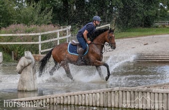 "Louie" Bright Bay Gelding Happy Hacker