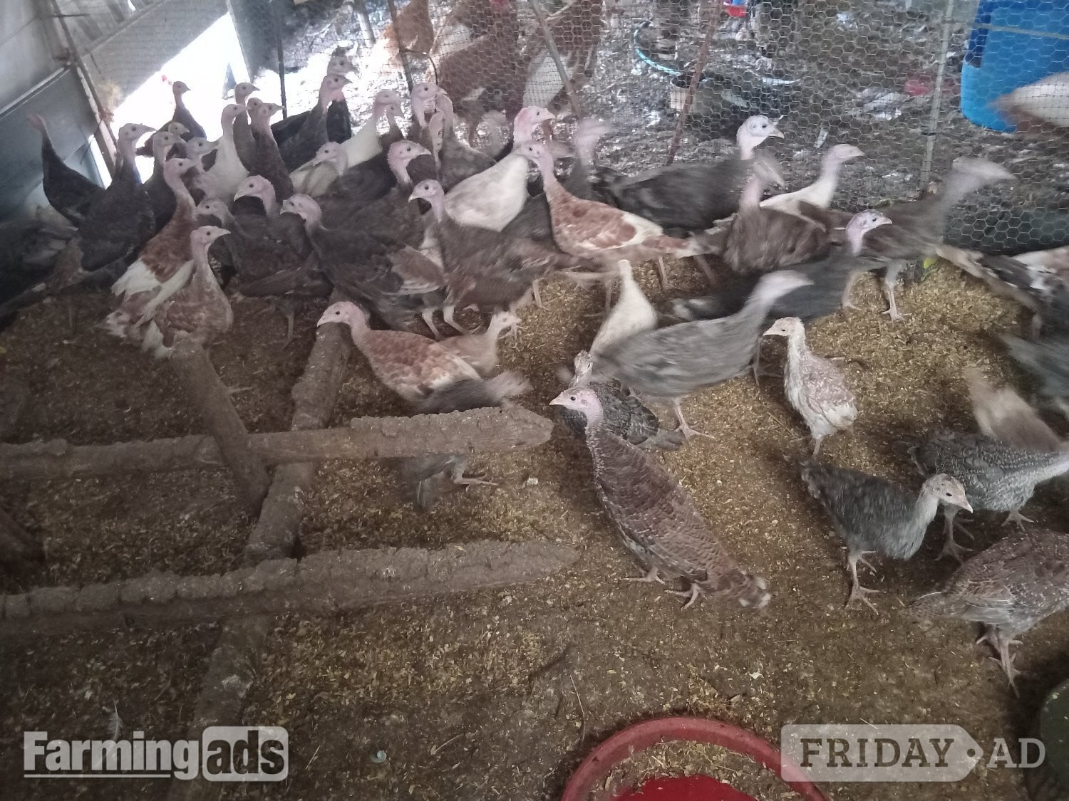 Off heat 6wk+ turkey poults, bourbon reds,bronzes