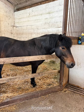 "Lupin" Bay Roan Mare Project Horse