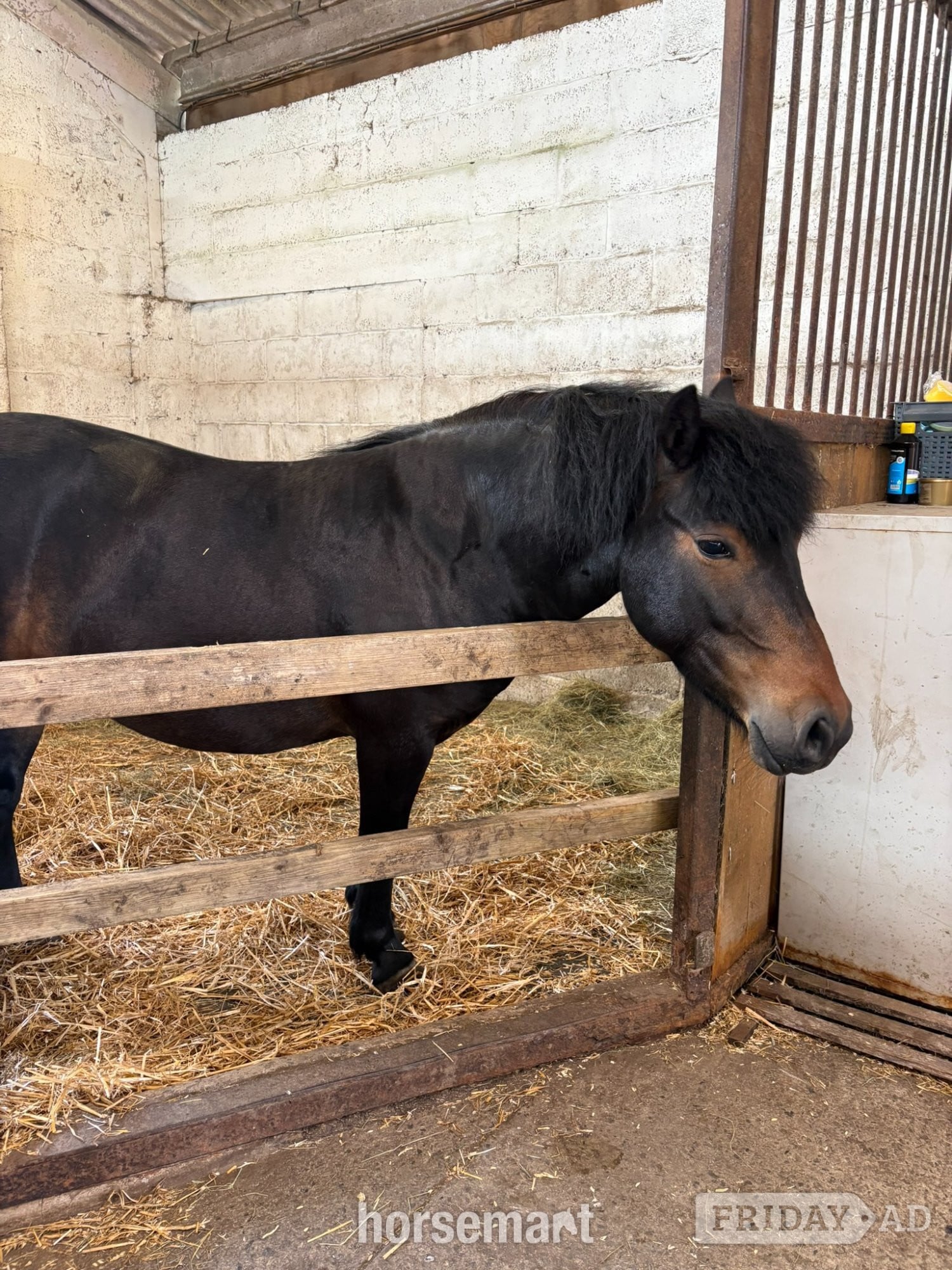 "Lupin" Bay Roan Mare Project Horse in Warminster