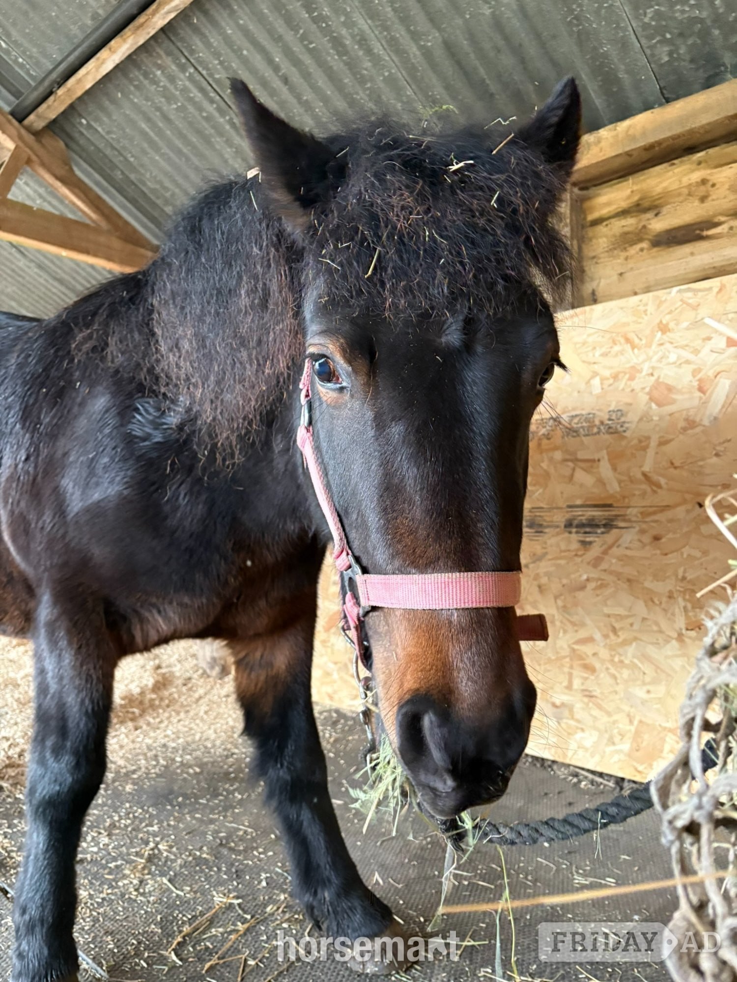 "Lupin" Bay Roan Mare Project Horse