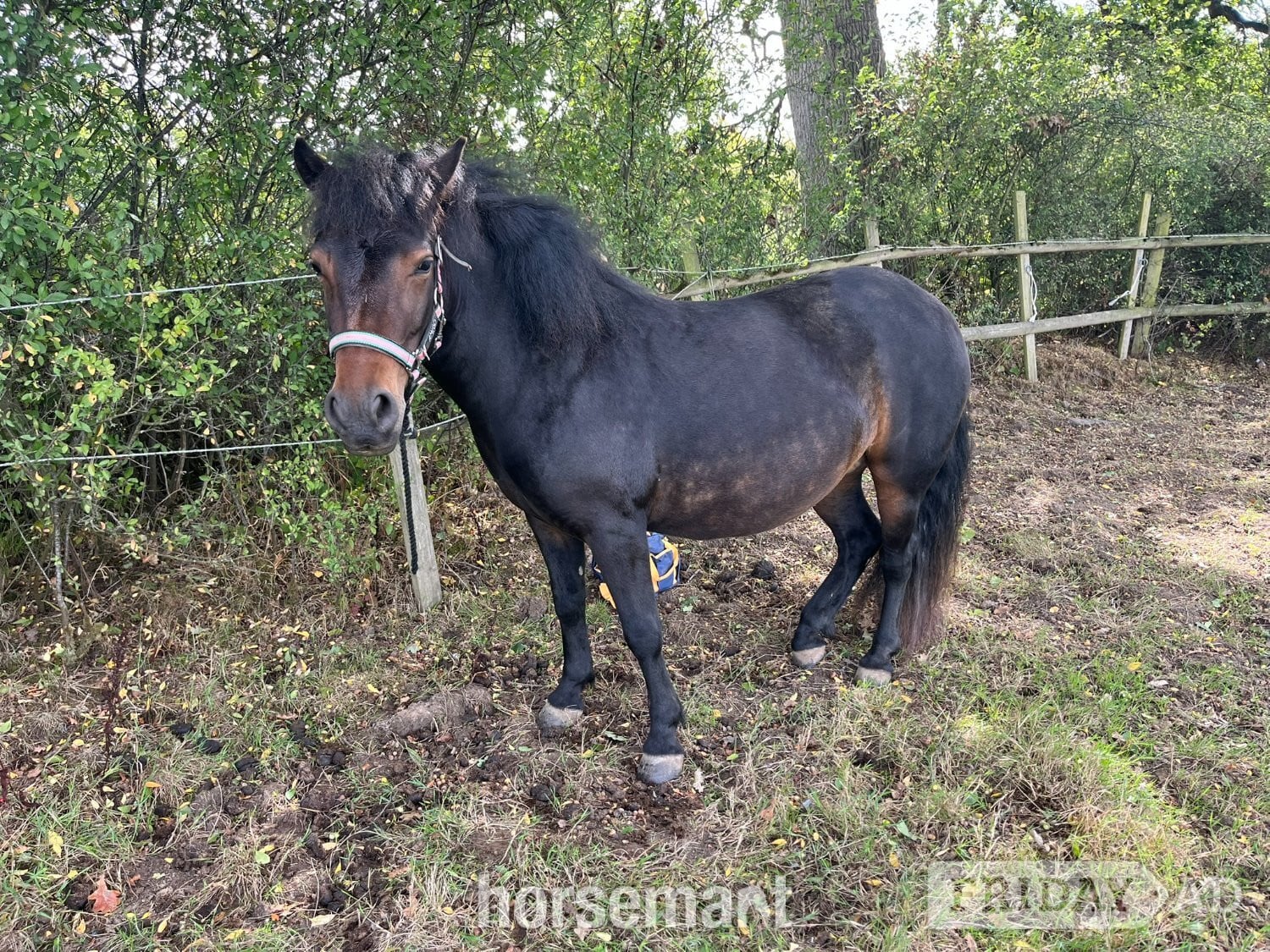 Warminster "Lupin" Bay Roan Mare Project Horse