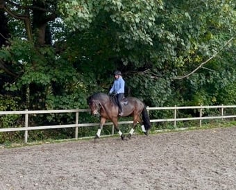 "Dennis" Bay Gelding All Rounder