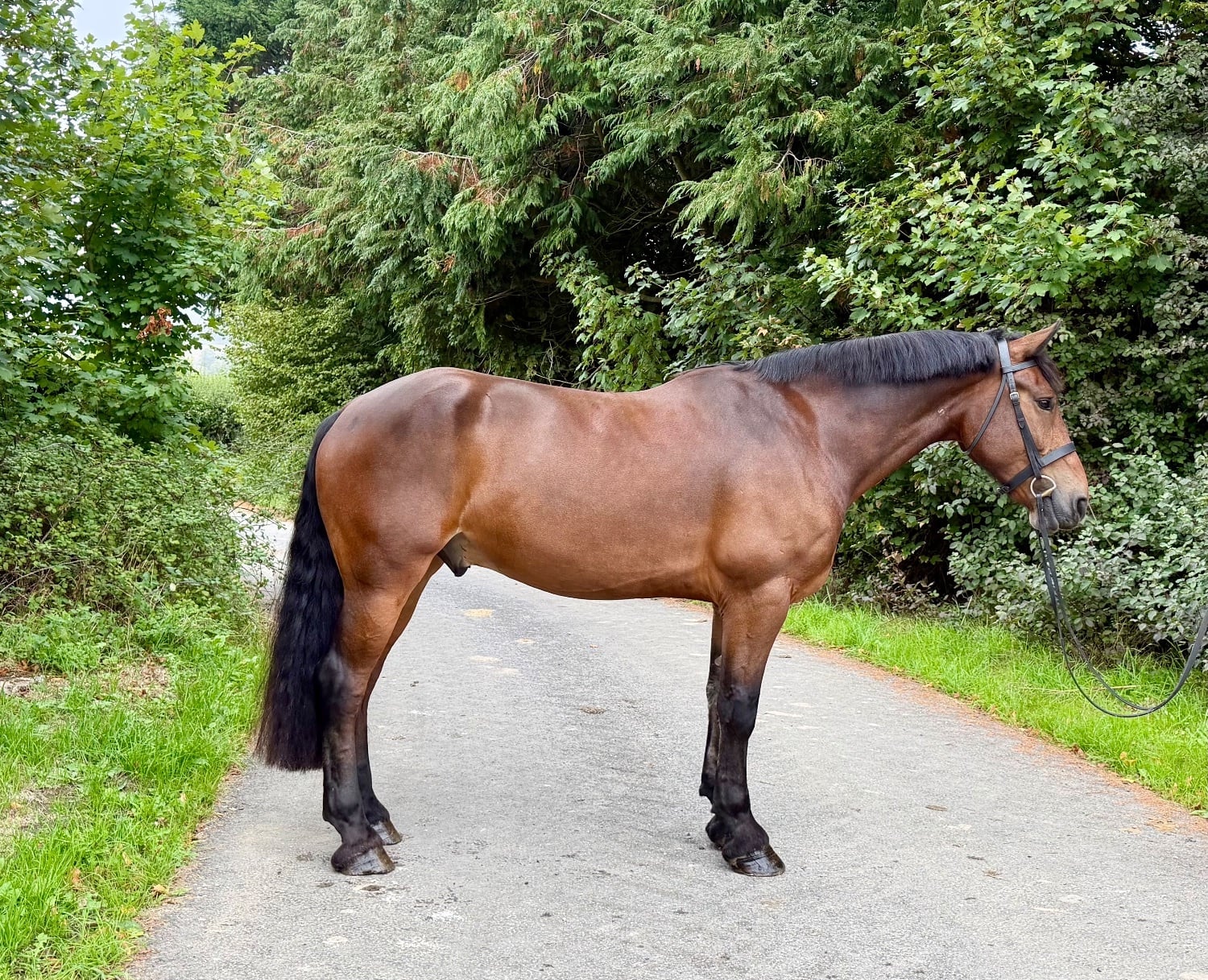 "Dennis" Bay Gelding All Rounder
