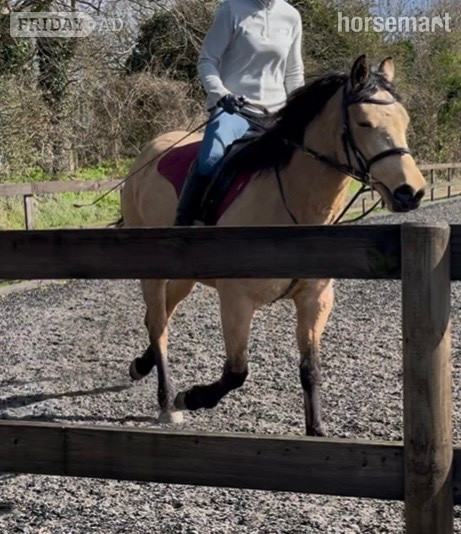 "Orla " Golden Dun Mare All Rounder