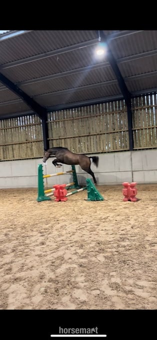 "Echo" Grey Gelding Young Sport Horse