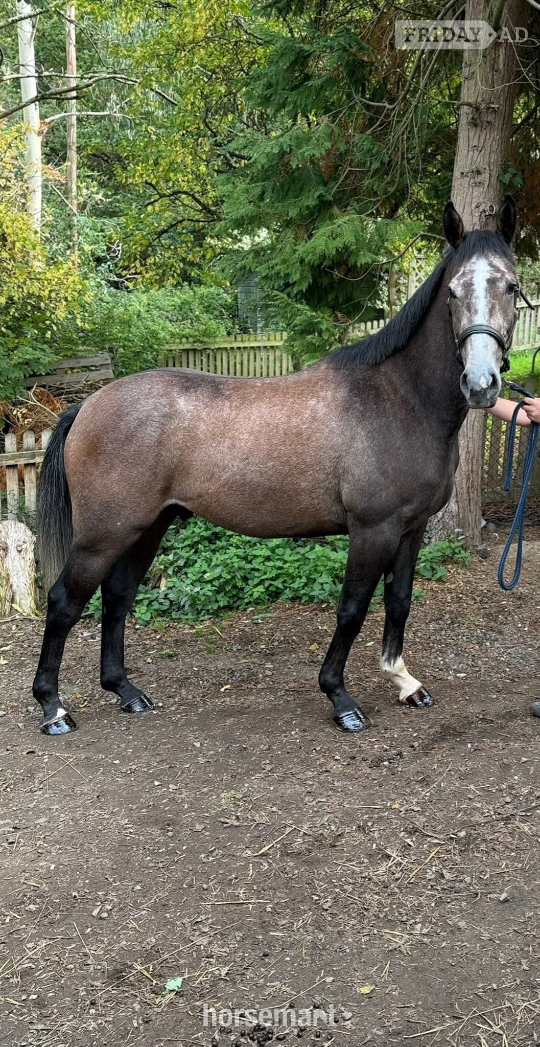 "Echo" Grey Gelding Young Sport Horse