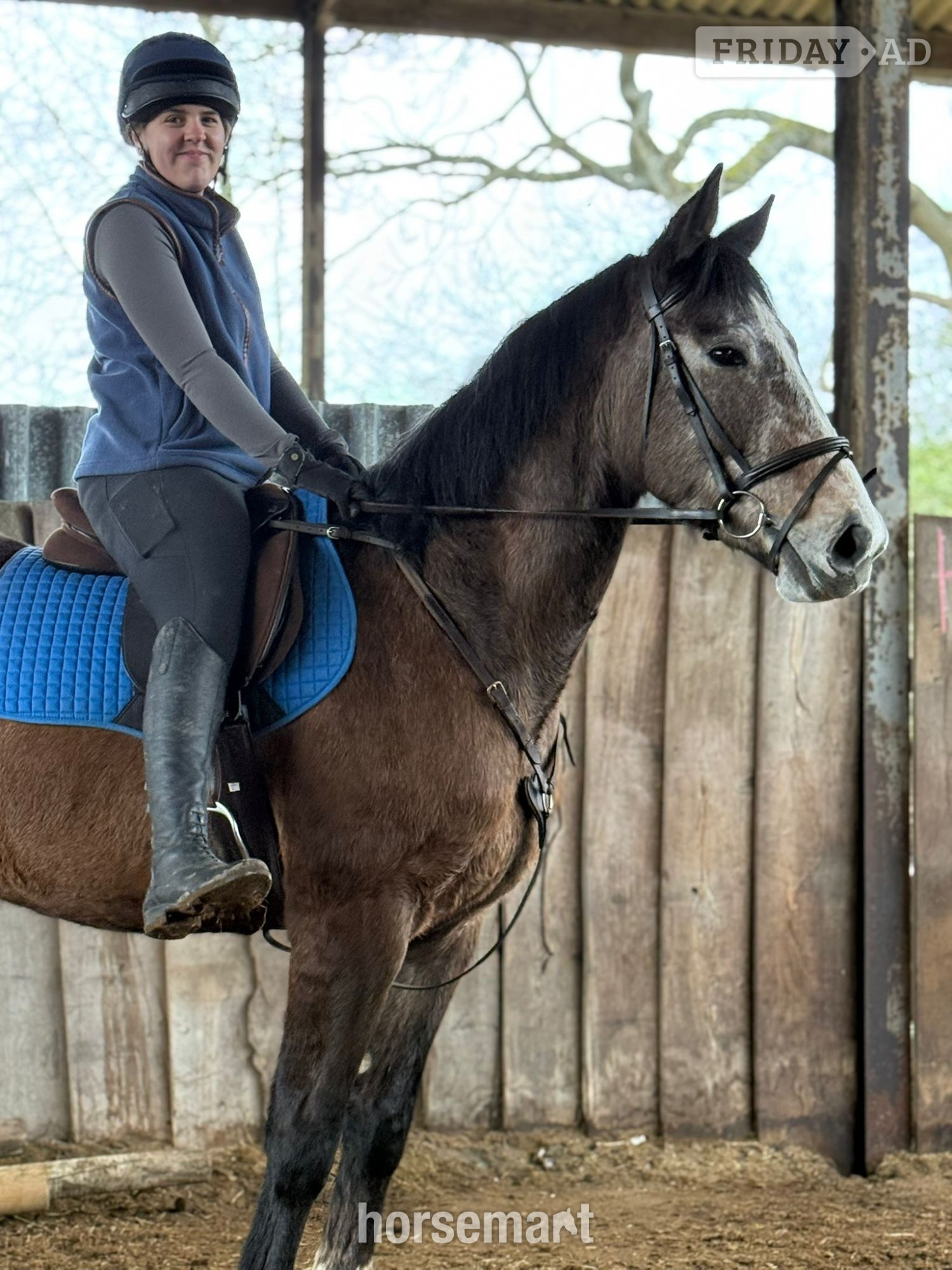 "Echo" Grey Gelding Young Sport Horse - Horses