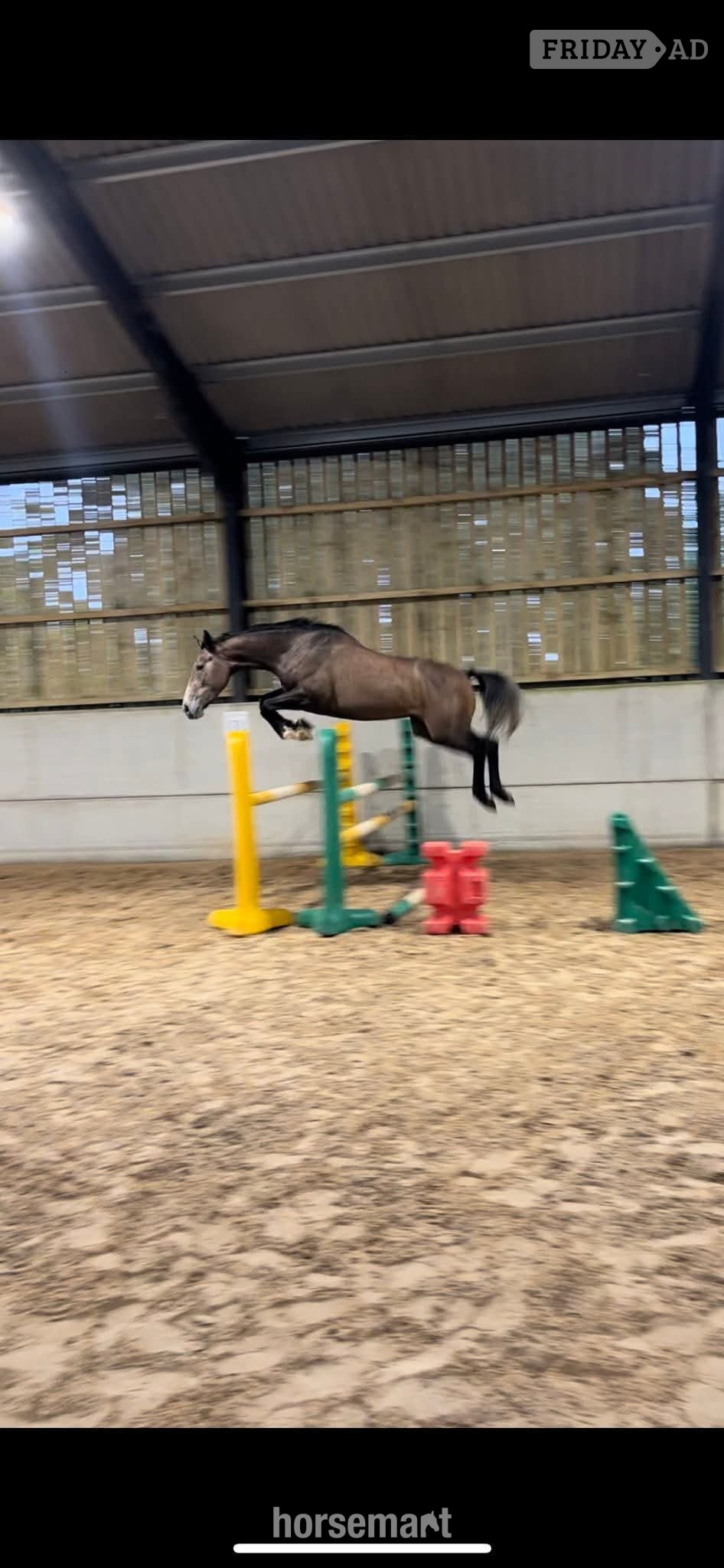 Astwood Bank "Echo" Grey Gelding Young Sport Horse