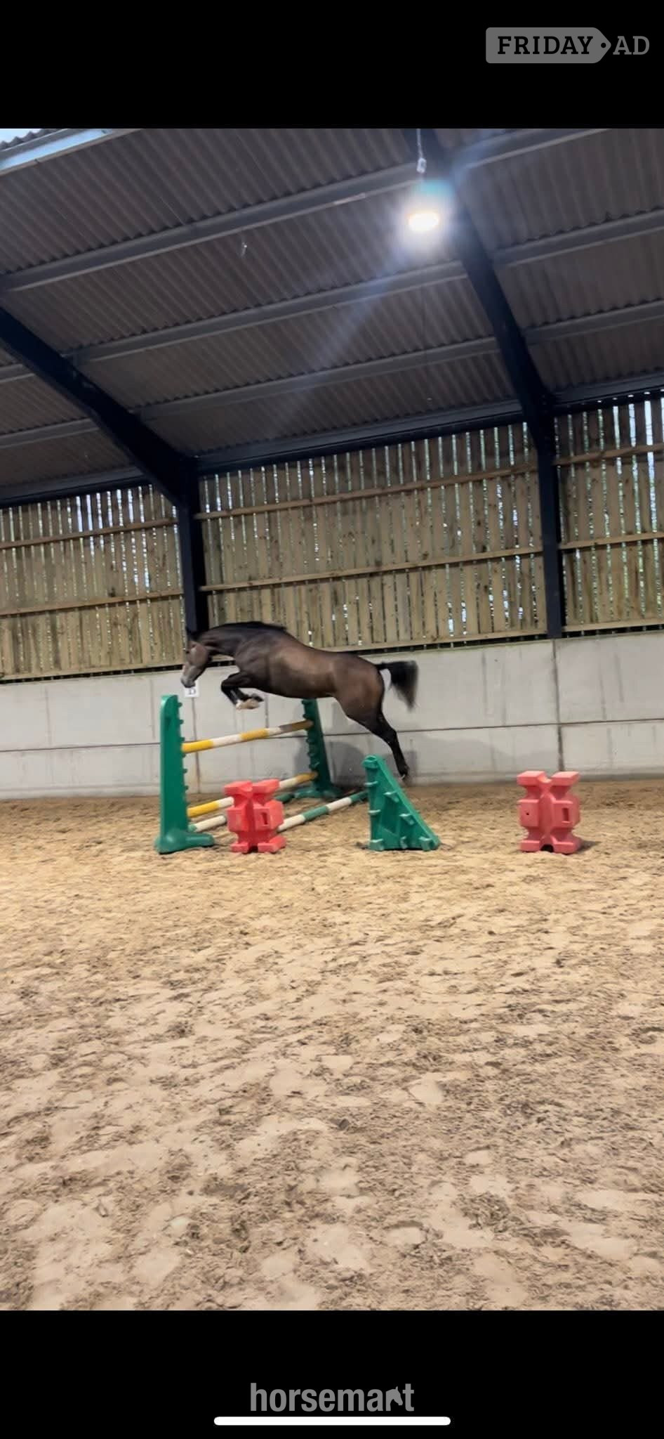 "Echo" Grey Gelding Young Sport Horse in Astwood Bank