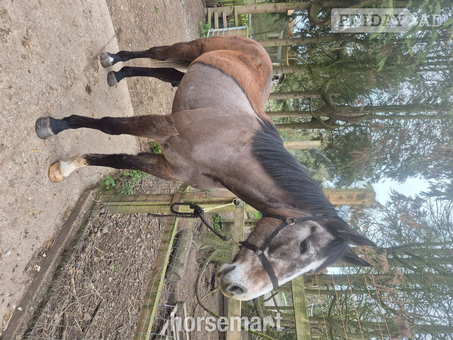 "Echo" Grey Gelding Young Sport Horse - Horses in Astwood Bank