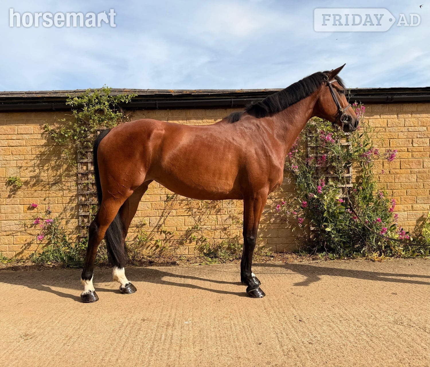 "ANNE BONNY" Bay Mare Show Jumper in Towcester
