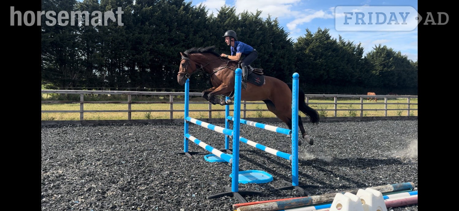 Towcester "ANNE BONNY" Bay Mare Show Jumper