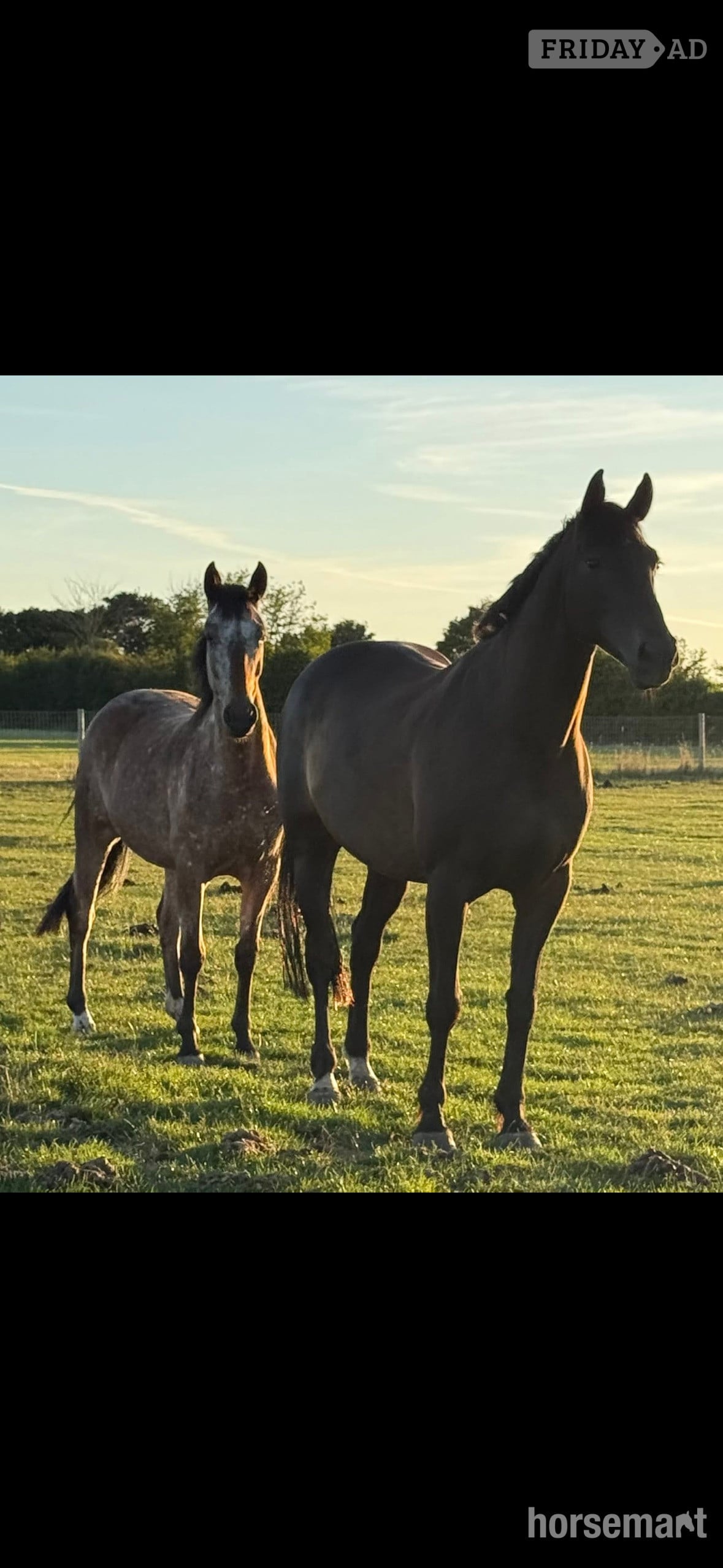 "Horse" Spotted Mare All Rounder in Colchester