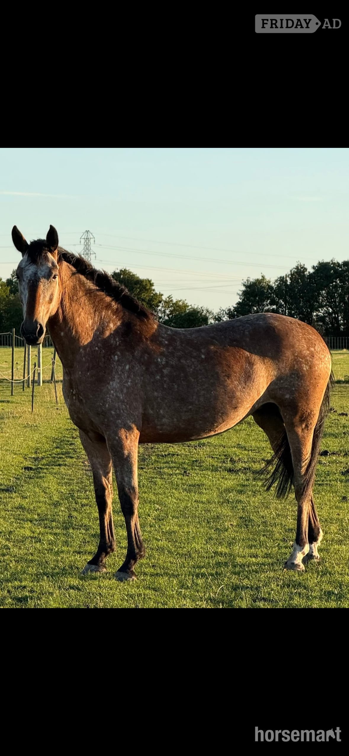 "Horse" Spotted Mare All Rounder