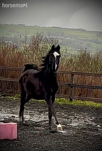 "SJ Kenzo" Black Gelding All Rounder