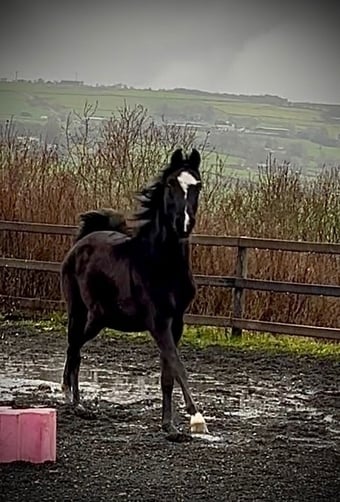 "SJ Kenzo" Black Gelding All Rounder