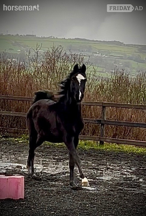 "SJ Kenzo" Black Gelding All Rounder in Halifax