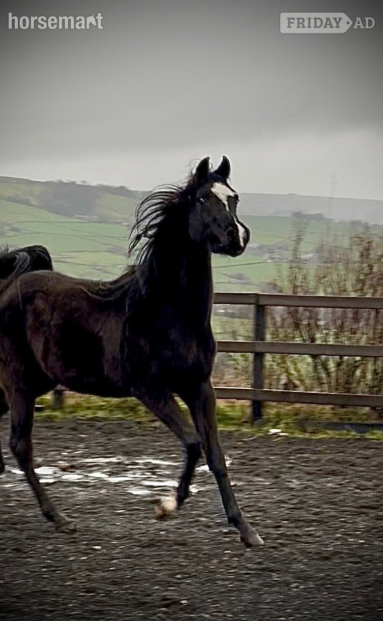 "SJ Kenzo" Black Gelding All Rounder