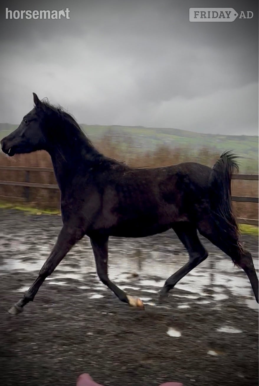 Halifax "SJ Kenzo" Black Gelding All Rounder