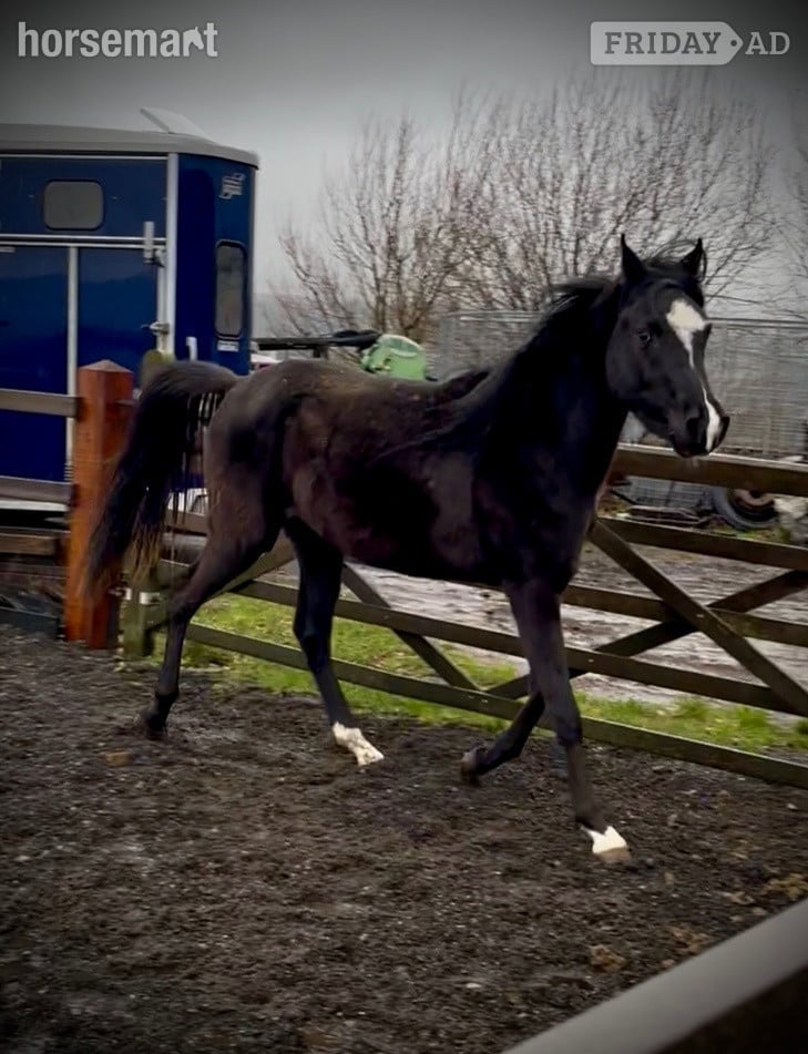 "SJ Kenzo" Black Gelding All Rounder - Horses in Halifax