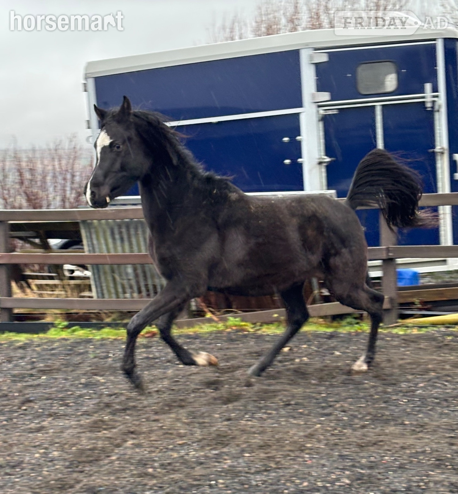 "SJ Kenzo" Black Gelding All Rounder - Horses