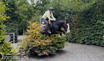 "Blue: stunning schoolmaster for hunting, showing, riding lessons" Black Gelding Schoolmaster