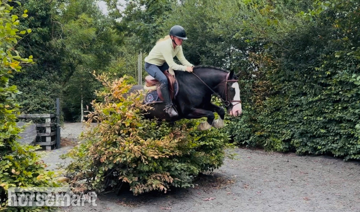 "Blue: stunning schoolmaster for hunting, showing, riding lessons" Black Gelding Schoolmaster in Raheen