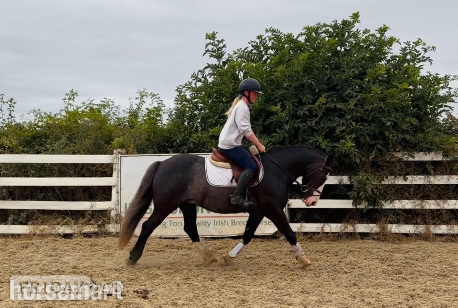 "Blue: stunning schoolmaster for hunting, showing, riding lessons" Black Gelding Schoolmaster