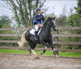 "Indy" Coloured Mare All Rounder
