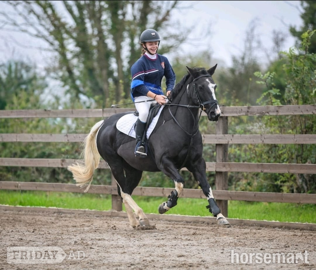 "Indy" Coloured Mare All Rounder in Tipperary