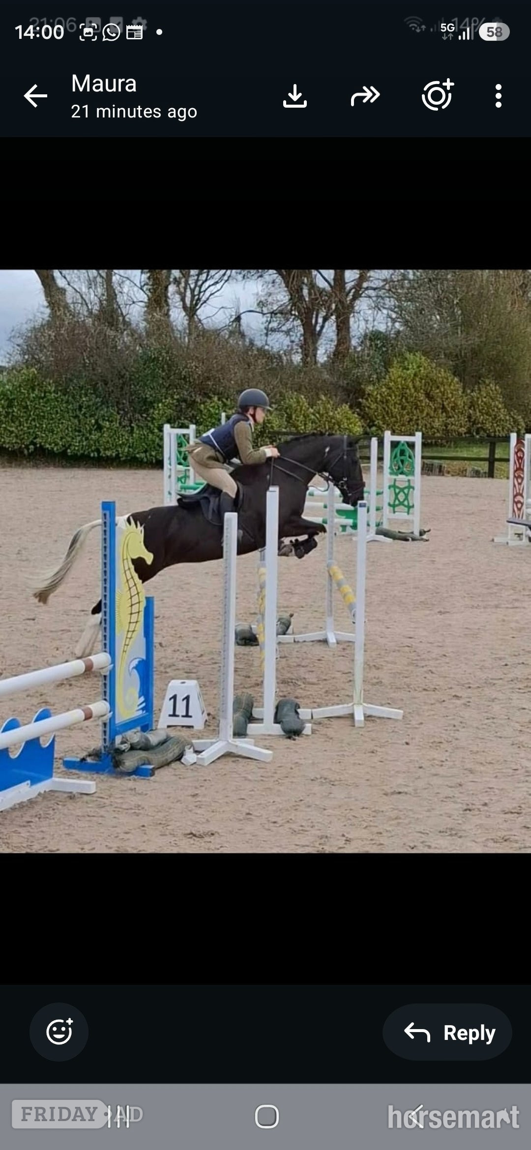 "Indy" Coloured Mare All Rounder